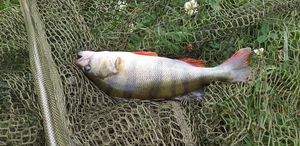 European Perch