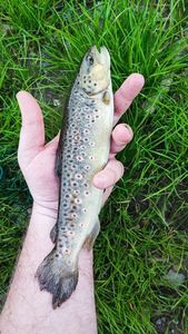 Brown Trout