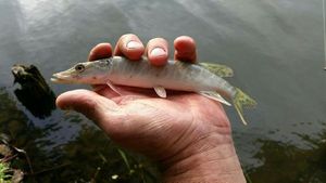 Northern Pike