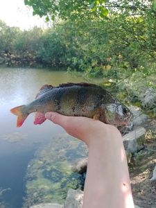 European Perch