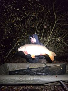 Mirror Carp