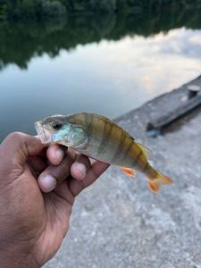 European Perch