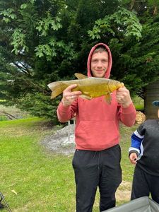 Tench