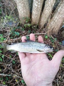Brown Trout