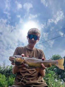 Brown Trout