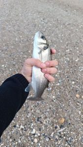 European Bass (Seabass)