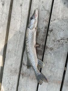 Northern Pike