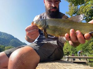 Tench
