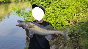 Zander