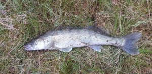 Zander