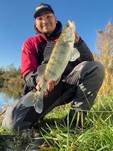 Zander