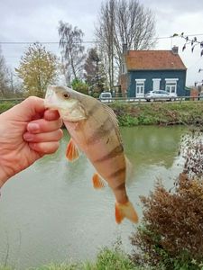 European Perch