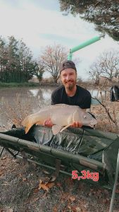 Common Carp