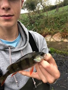 European Perch