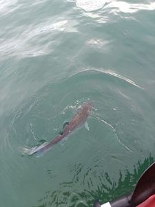 European Bass (Seabass)