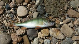 European Perch