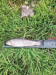 Brown Trout