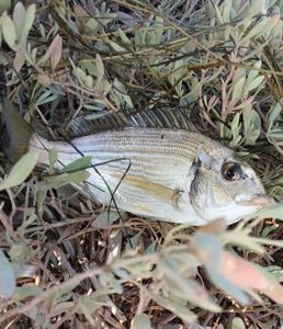 Gilthead Seabream