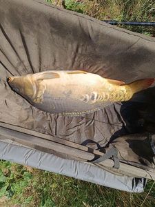 Mirror Carp
