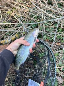 Rainbow Trout
