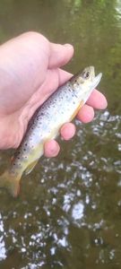 Brown Trout