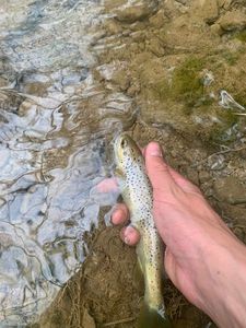 Brown Trout