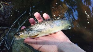 Brown Trout