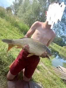 Common Carp
