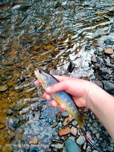 Brown Trout