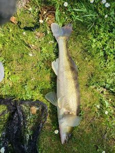 Zander
