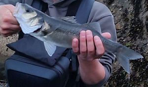 European Bass (Seabass)