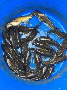 Black Bullhead