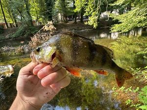 European Perch