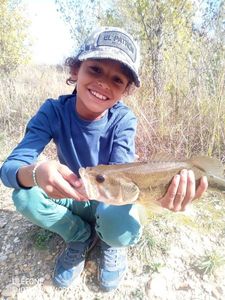 Largemouth Bass