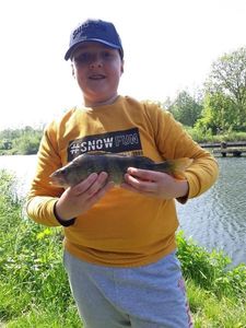 European Perch