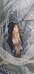 Tench
