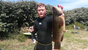 Ballan Wrasse