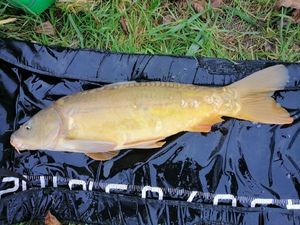Mirror Carp