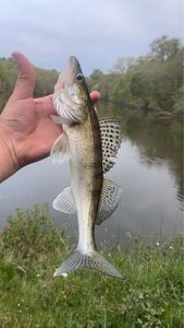 Zander