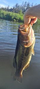 Largemouth Bass