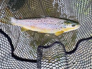 Brown Trout