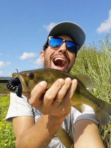 Largemouth Bass