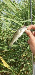 Largemouth Bass