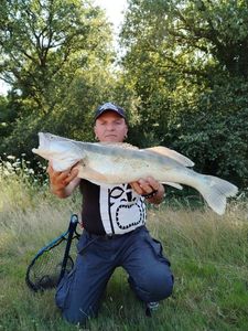 Zander