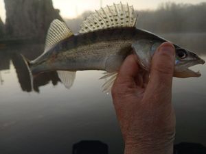 Zander