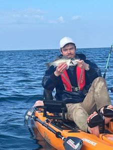 European Bass (Seabass)