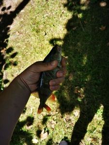 European Perch