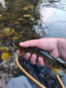 Brown Trout