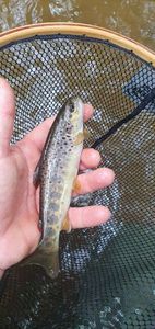 Brown Trout