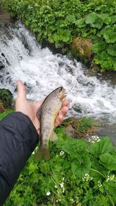 Brown Trout
